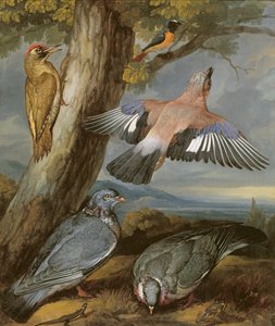 Jay, Green Woodpecker, Pigeons and Redstart, c.1650